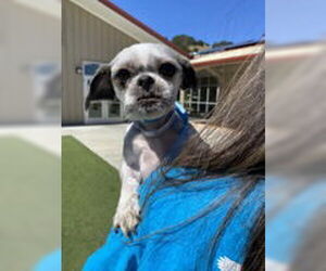 Shih Tzu Dogs for adoption in Salinas, CA, USA