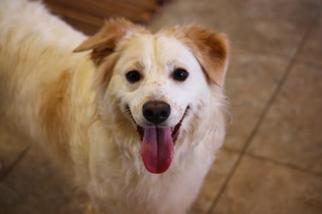 Dameranian Dogs for adoption in Polson, MT, USA