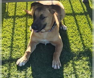Australian Shepherd-Unknown Mix Dogs for adoption in Chandler, AZ, USA