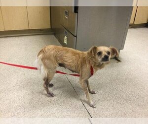 Chihuahua Dogs for adoption in Riverside, CA, USA