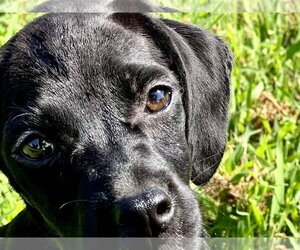 Beagle-Spaniel Mix Dogs for adoption in Prague, OK, USA