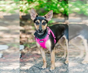 Rat-Cha Dogs for adoption in St. Louis Park, MN, USA