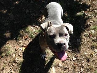 Bulldog-Staffordshire Bull Terrier Mix Dogs for adoption in Montclair, NJ, USA