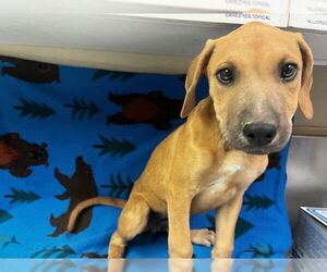 German Shepherd Dog-Unknown Mix Dogs for adoption in HESPERIA, CA, USA