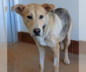 Shepradors Dogs for adoption in Kanab, UT, USA