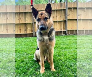 German Shepherd Dog Dogs for adoption in Kansas City, MO, USA