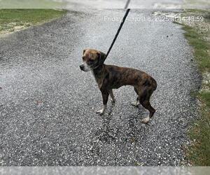 Beagle-Unknown Mix Dogs for adoption in Ocala, FL, USA