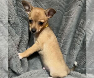 Chihuahua-Unknown Mix Dogs for adoption in Brooklyn Center, MN, USA