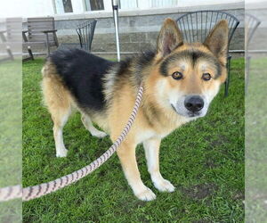 German Shepherd Dog-Unknown Mix Dogs for adoption in Long Beach, CA, USA