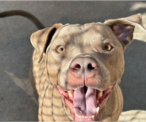 American Pit Bull Terrier-Unknown Mix Dogs for adoption in Tulsa, OK, USA