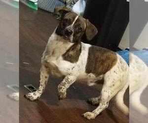 Dorgi Dogs for adoption in Ridgefield, CT, USA