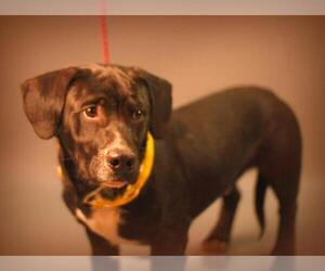 Medium Photo #1 Basset Hound-Labrador Retriever Mix Puppy For Sale in Holly Springs, MS, USA