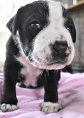 Medium Photo #1 American Staffordshire Terrier-Labrador Retriever Mix Puppy For Sale in Fayette, MO, USA