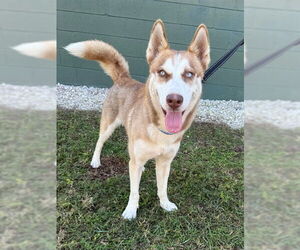 Siberian Husky Dogs for adoption in Naples, FL, USA