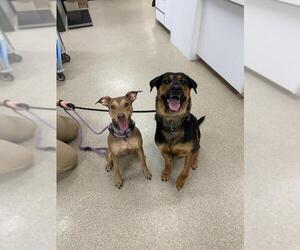 Mutt Dogs for adoption in Virginia Beach, VA, USA