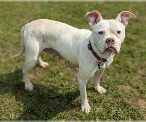 Bulloxer Dogs for adoption in Clarkston, MI, USA