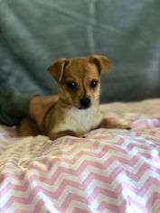 Medium Photo #1 Chihuahua-Unknown Mix Puppy For Sale in Lemoore, CA, USA