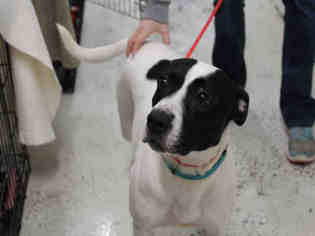 Pointer-Rat Terrier Mix Dogs for adoption in Bowling Green, OH, USA