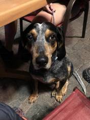 Bluetick Coonhound Dogs for adoption in Sanderson, FL, USA