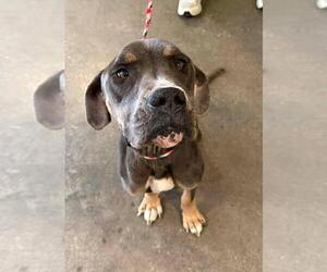 American Bulldog-Unknown Mix Dogs for adoption in Rockwall, TX, USA