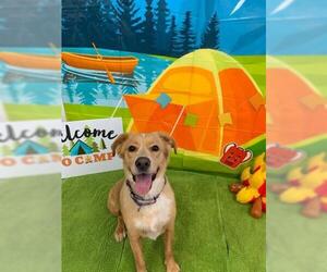 Australian Retriever Dogs for adoption in Henderson, NV, USA