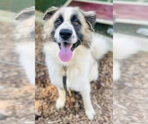 Mutt Dogs for adoption in Clarkesville, GA, USA