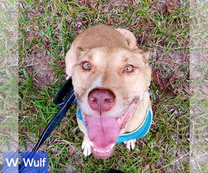 Mutt Dogs for adoption in Farmerville, LA, USA