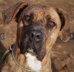 Mastiff-Unknown Mix Dogs for adoption in Uwchland, PA, USA