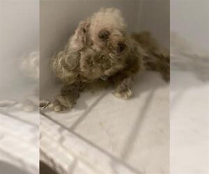 Maltipoo (Miniature) Dogs for adoption in Houston, TX, USA