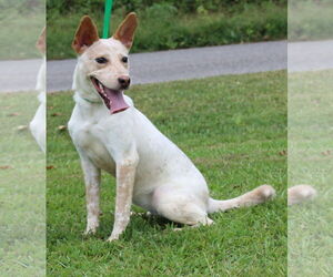 Red Heeler-Unknown Mix Dogs for adoption in Prattville, AL, USA