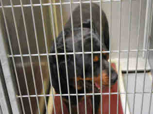 Rottweiler Dogs for adoption in Modesto, CA, USA