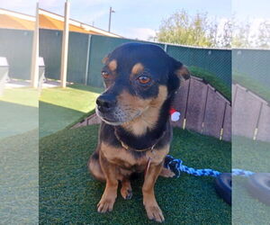 Chihuahua Dogs for adoption in Phoenix, AZ, USA