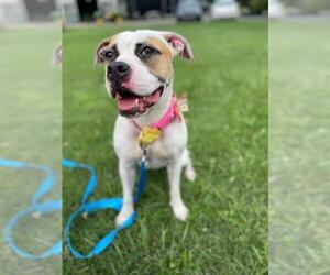 American Bulldog-American Staffordshire Terrier Mix Dogs for adoption in Bellbrook, OH, USA