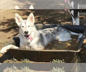 Siberian Husky-Unknown Mix Dogs for adoption in Sacramento, CA, USA