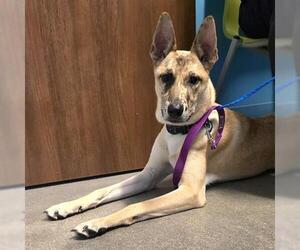 Catahoula Leopard Dog Dogs for adoption in Houston, TX, USA