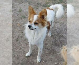 Papillon Dogs for adoption in Pipe Creek, TX, USA
