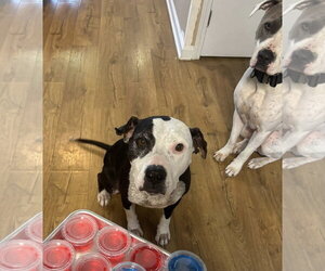 Medium Photo #6 American Pit Bull Terrier-Unknown Mix Puppy For Sale in Germantown, OH, USA