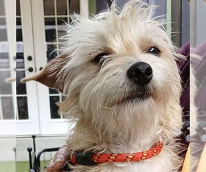 Mutt Dogs for adoption in Woodland, CA, USA