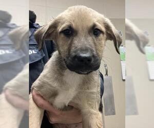 Shepradors Dogs for adoption in Fort Wayne, IN, USA