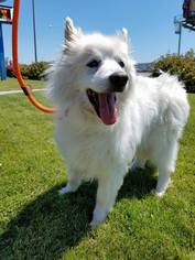 American Eskimo Dog Dogs for adoption in Rathdrum, ID, USA