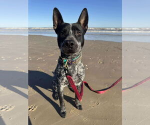 American Pit Bull Terrier-Unknown Mix Dogs for adoption in Garden City, NY, USA