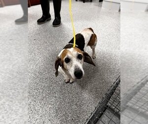 Beagle-Unknown Mix Dogs for adoption in Pasadena, TX, USA