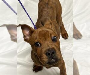 Boxer-Unknown Mix Dogs for adoption in Las Vegas, NV, USA