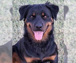 Rottweiler Dogs for adoption in Hillsboro, NH, USA