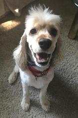 Cocker Spaniel Dogs for adoption in Fargo, ND, USA