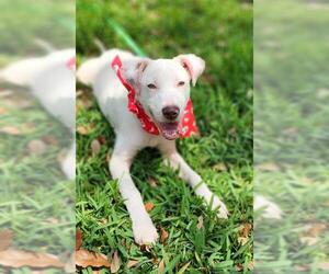 Labrador Retriever Dogs for adoption in Baytown, TX, USA