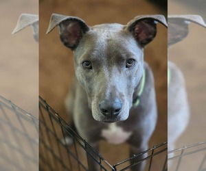 American Pit Bull Terrier-Unknown Mix Dogs for adoption in Minneapolis, MN, USA