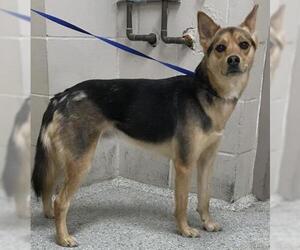 German Shepherd Dog-Unknown Mix Dogs for adoption in Conroe, TX, USA