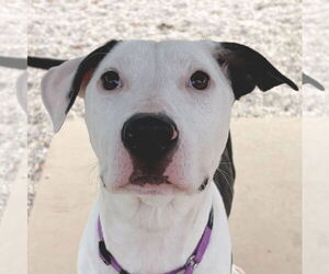 Mutt Dogs for adoption in Jefferson, WI, USA