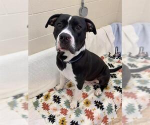 American Pit Bull Terrier-Unknown Mix Dogs for adoption in Fort Wayne, IN, USA